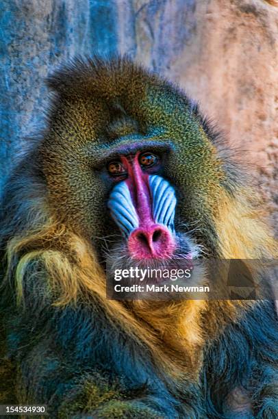 male mandrill (papio spinx) - male baboon stock pictures, royalty-free photos & images