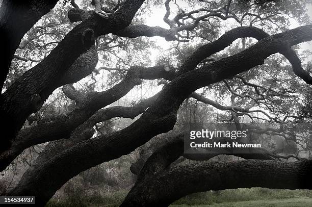 large live oak tree in fog - live oak tree stock pictures, royalty-free photos & images