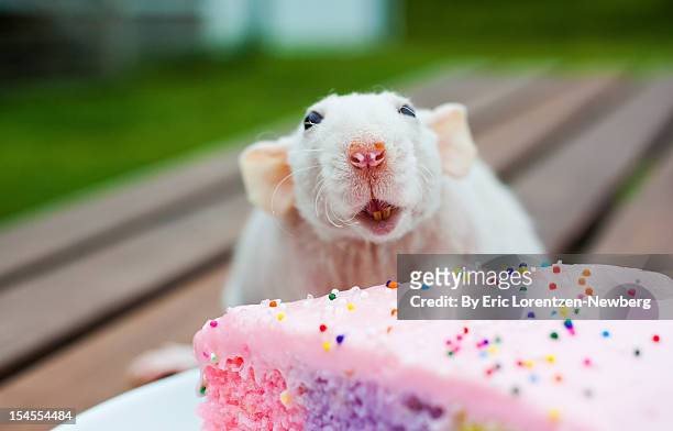 782 Funny Rat Photos and Premium High Res Pictures - Getty Images