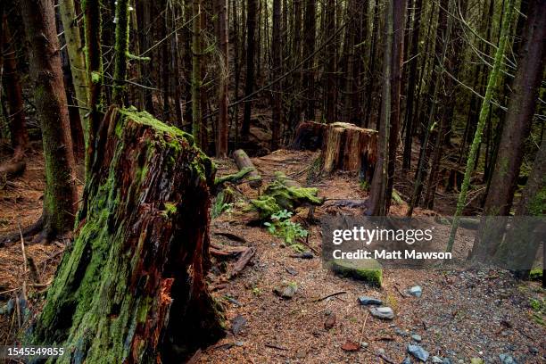 hiking in the carmanah walbran provincial park vancouver island bc canada - carmanah walbran provincial park stockfoto's en -beelden