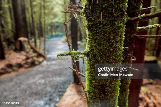 hiking in the carmanah walbran provincial park vancouver island bc canada - carmanah walbran provincial park stock pictures, royalty-free photos & images