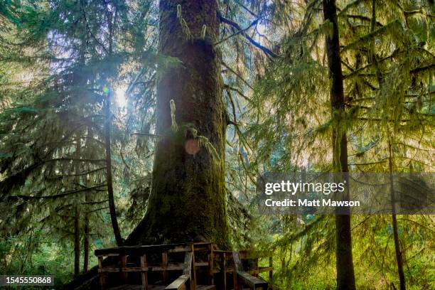 hiking in the carmanah walbran provincial park vancouver island bc canada - carmanah walbran provincial park stockfoto's en -beelden