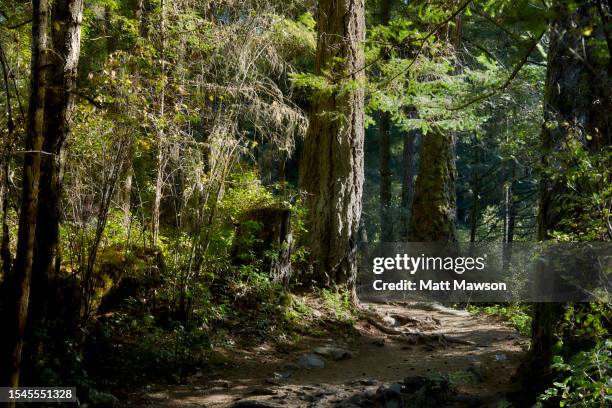 hiking in the carmanah walbran provincial park vancouver island bc canada - carmanah walbran provincial park stock pictures, royalty-free photos & images