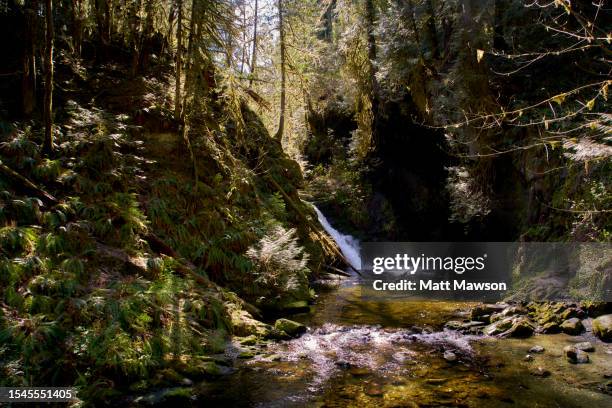 hiking in the carmanah walbran provincial park vancouver island bc canada - carmanah walbran provincial park stockfoto's en -beelden