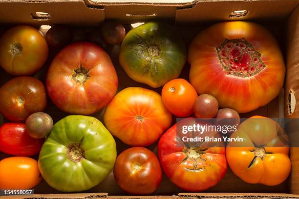 new jersey heirloom tomatoes - edison nova jersey - fotografias e filmes do acervo