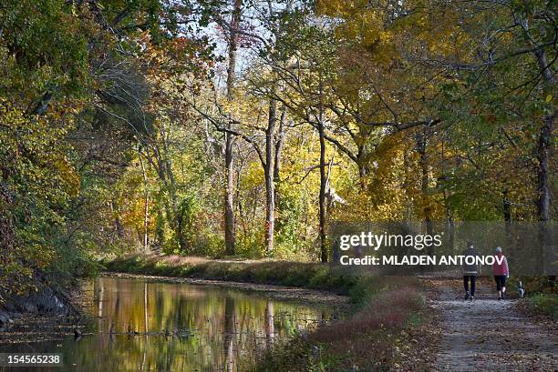 Autumn colors cover the trees on the Chesapeake and Ohio Canal during a warm sunny day outside Washington DC, October 21, 2012. Chesapeake and Ohio...