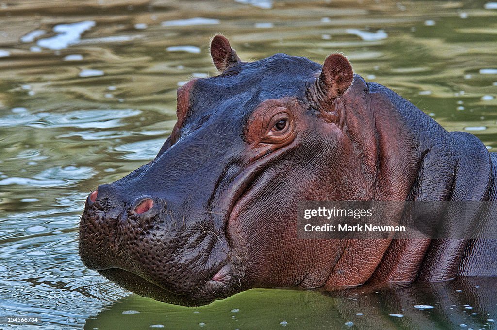 Hippopotamus closeup