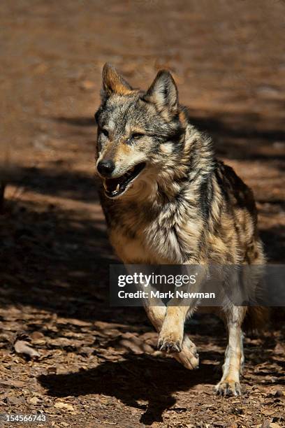 mexican wolf (canis lupus baileyi) - lobo 個照片及圖片檔