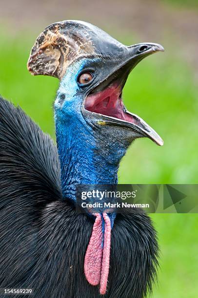 cassowary bird screaming - cassowary stock-fotos und bilder