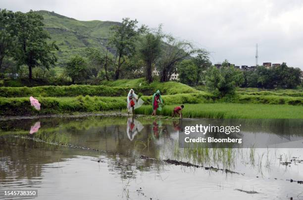 Farmhand sow rice saplings at a flooded paddy field in Bhivpuri, India, on Thursday, July 20, 2023. India, the world's biggest rice exporter, banned...