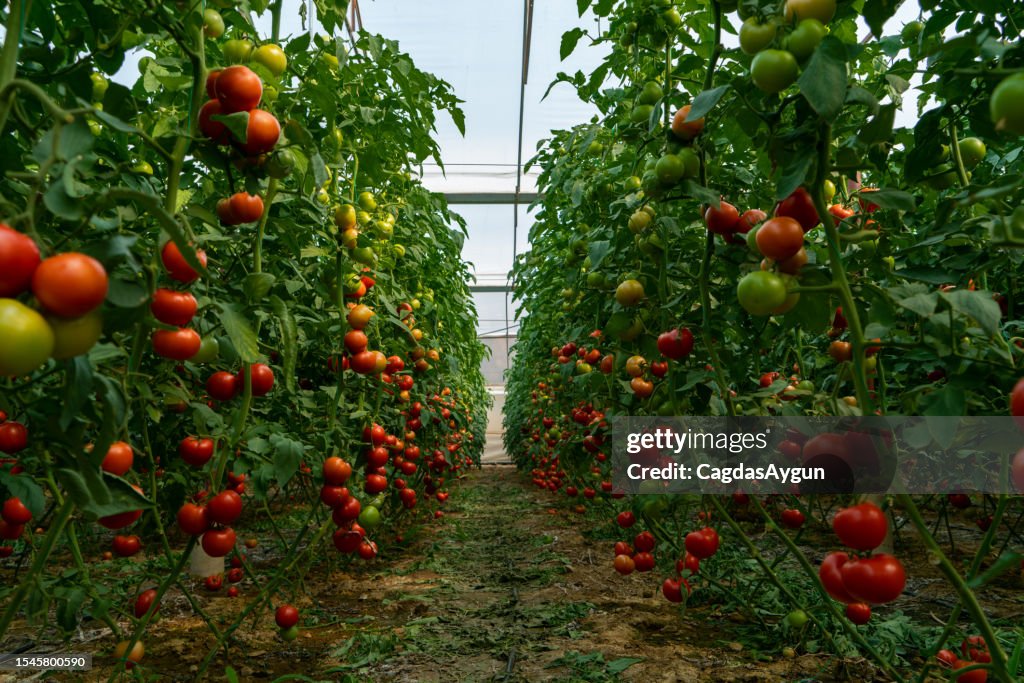 Organic tomato greenhouse