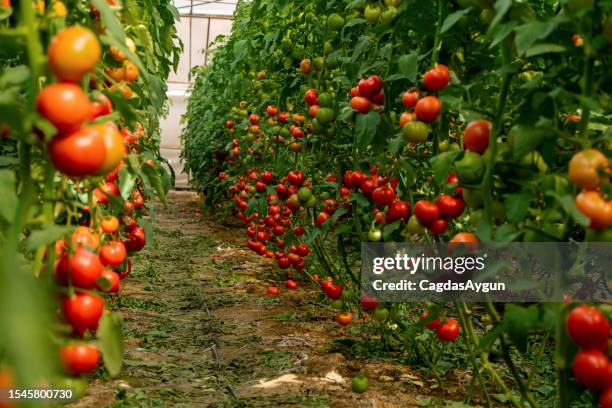 serra di pomodoro biologica - campo di pomodori foto e immagini stock