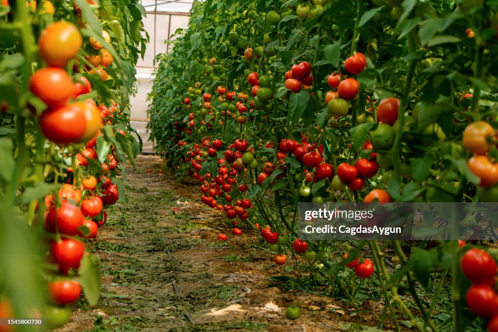 Organic tomato greenhouse