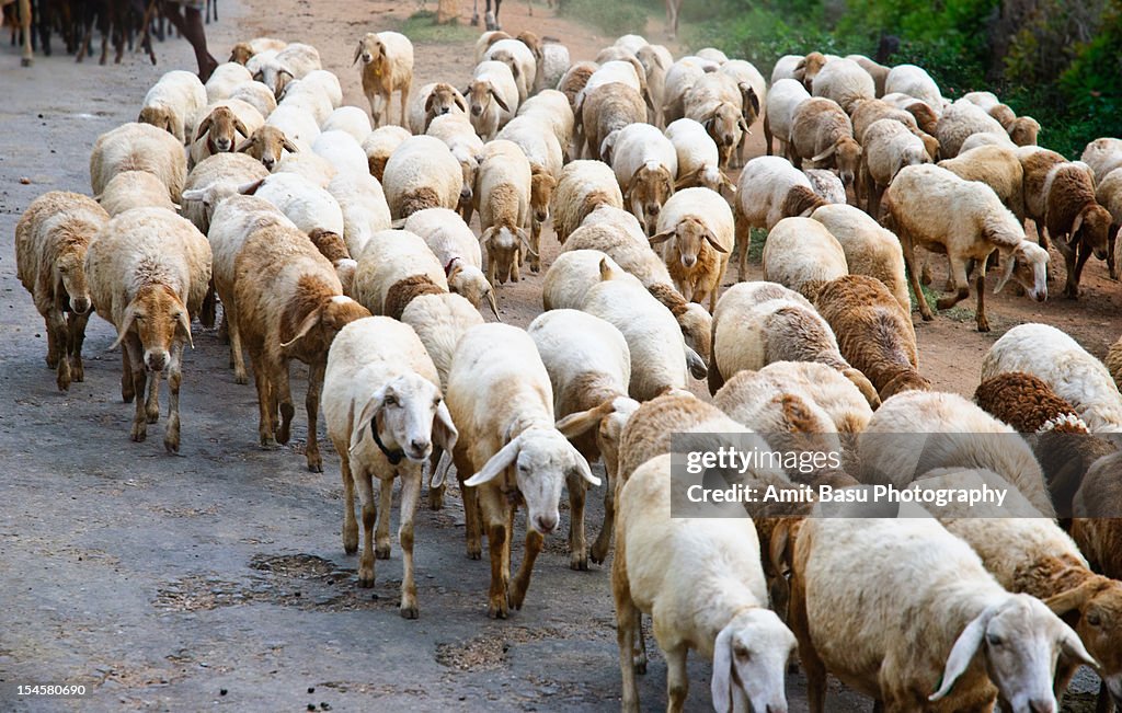 A herd of sheep on road