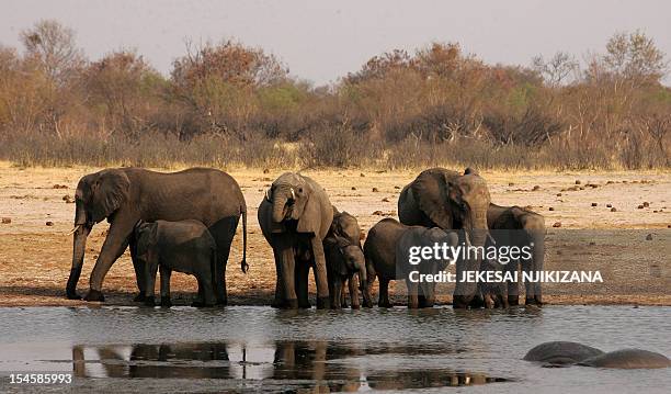 Herd of elephants drinks water at a watering pan supplied with water pumped from boreholes powered by more than 45 diesel-powered generators which...