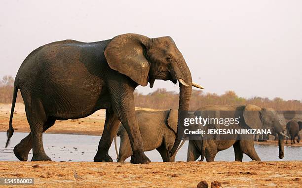 Herd of elephants walks past a watering pan supplied with water pumped from boreholes powered by more than 45 diesel-powered generators which run...