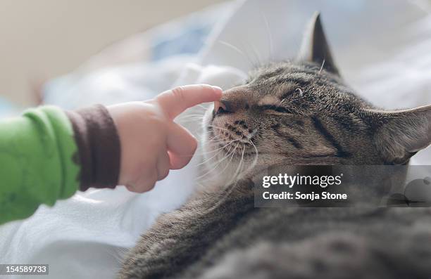 kitty's nose - animal nose stock pictures, royalty-free photos & images
