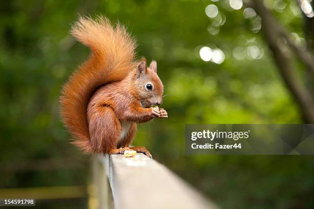 red squirrel - squirrel stock pictures, royalty-free photos & images