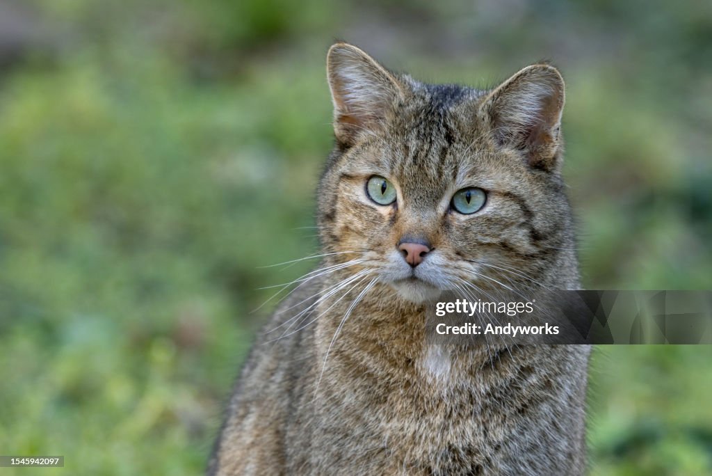 Europäische Wildkatze (Felis silvestris)