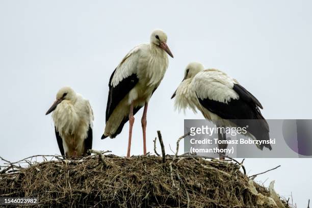elegant storks perched on straw nest, amid tranquil skies in tykocin, poland - white stork stock pictures, royalty-free photos & images