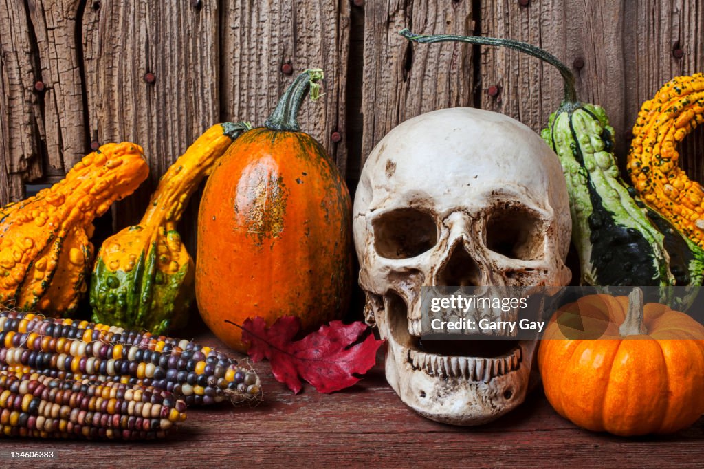 Skull and gourds, an autumn Halloween still life