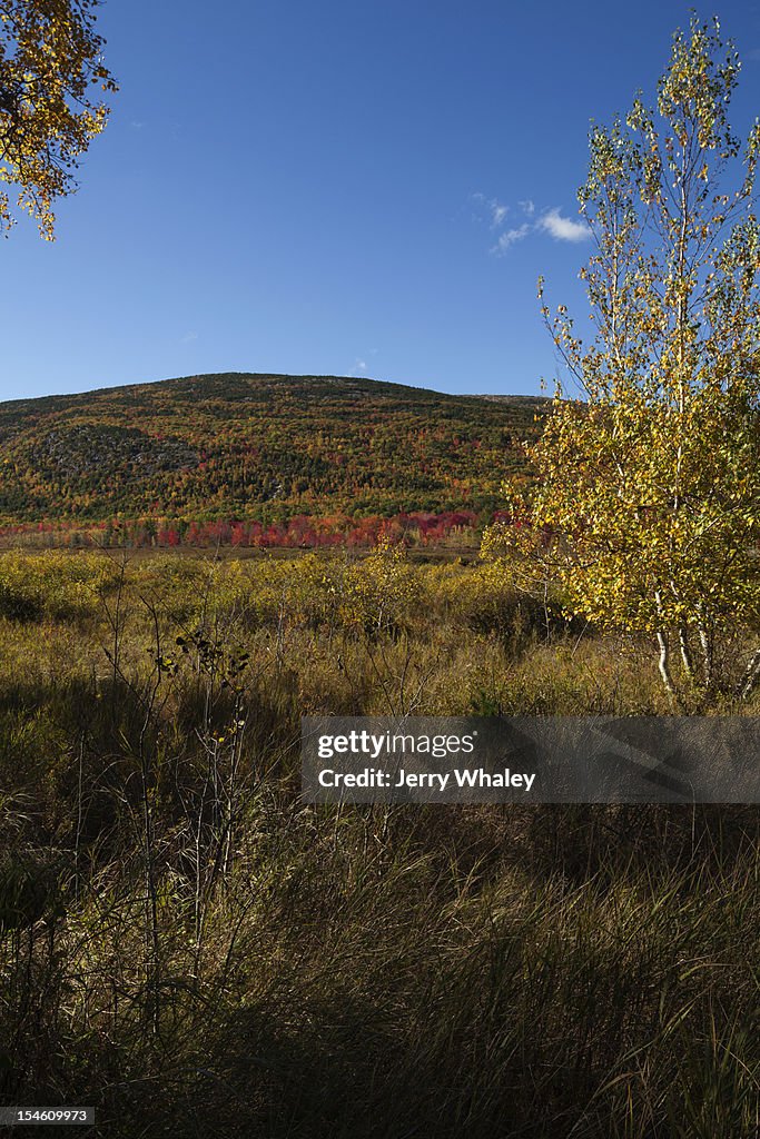 Autumn at Great Meadow,  Acadia National Park