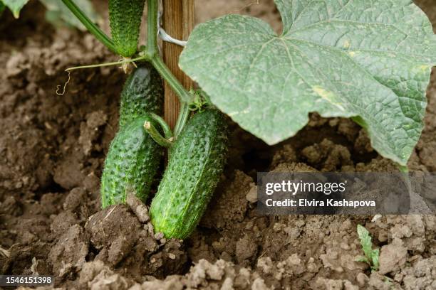 green cucumber with leaf closeup above ground, copy space - cucumber leaves stock pictures, royalty-free photos & images