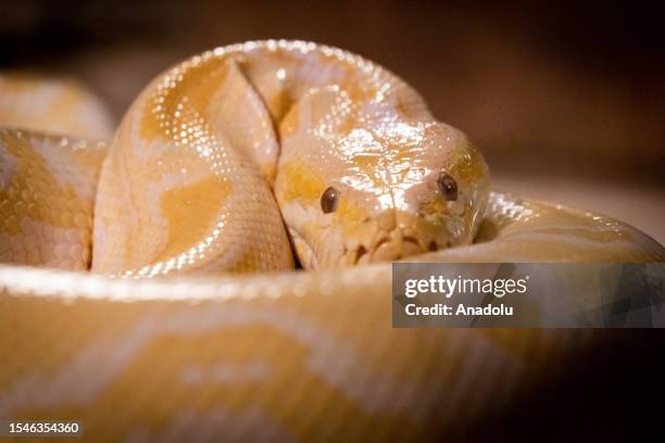 An albino burmese python is seen in a small enclosure at Pata Zoo in Bangkok, Thailand on June 16, 2023. Pata Zoo, a private collection of exotic...