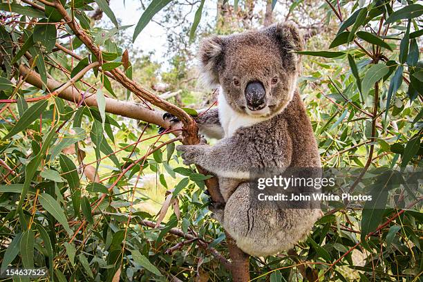 koala in a gum tree. eyre peninsula. australia. - koala stock-fotos und bilder