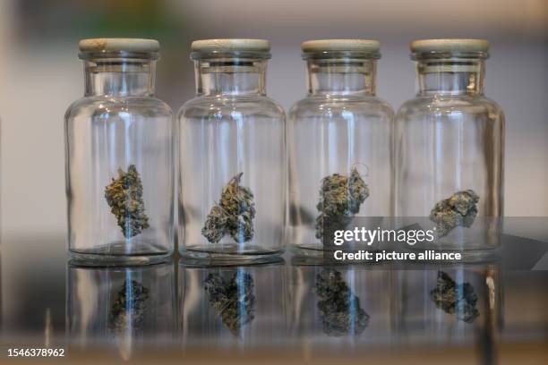 July 2023, Saxony, Dresden: Jars of cannabis flowers for sale stand on a table at the Sanaleo store for CBD products in Dresden's Neustadt district....