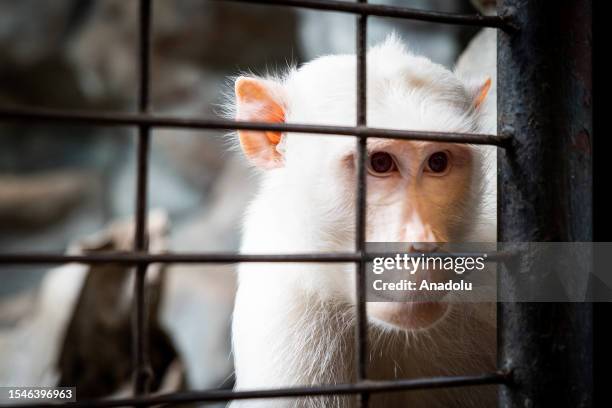 An albino vervet monkey is seen behind bars in its enclosure at Pata Zoo in Bangkok, Thailand on June 16, 2023. Pata Zoo, a private collection of...