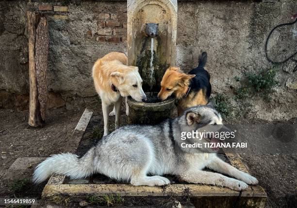 Dogs refresh themselves at a fountain in a 'dog area' of central Rome on July 21 during a heatwave in Italy. Millions across southern Europe and...