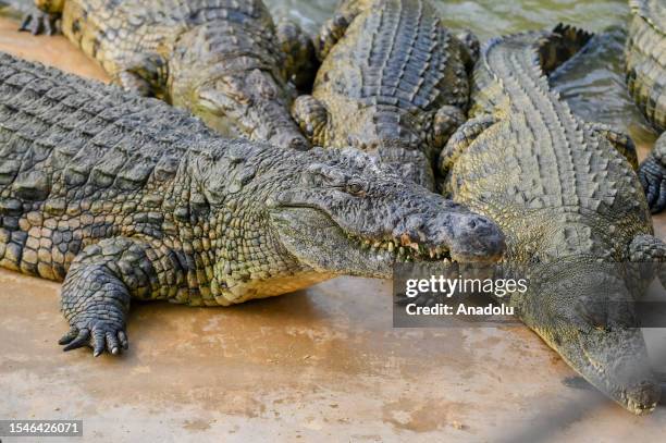 Crocodiles are seen at the crocodile park which opened in Al-Mushrif region and hosts 250 crocodiles of different sizes and ages in Dubai, United...