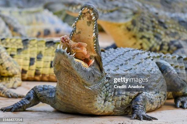 Crocodiles are fed at the crocodile park which opened in Al-Mushrif region and hosts 250 crocodiles of different sizes and ages in Dubai, United Arab...