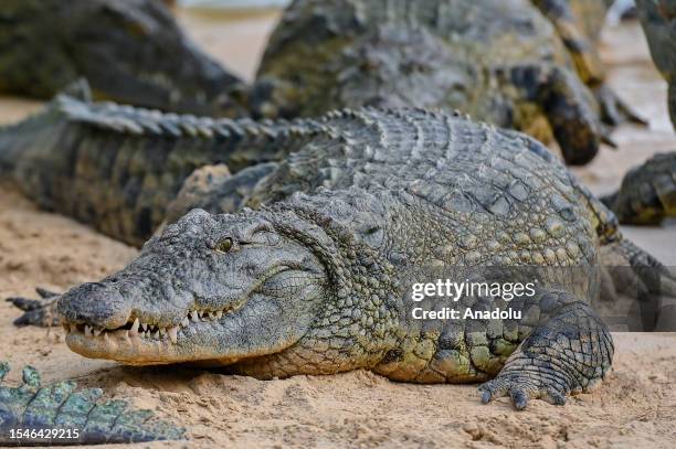 Crocodiles are seen at the crocodile park which opened in Al-Mushrif region and hosts 250 crocodiles of different sizes and ages in Dubai, United...