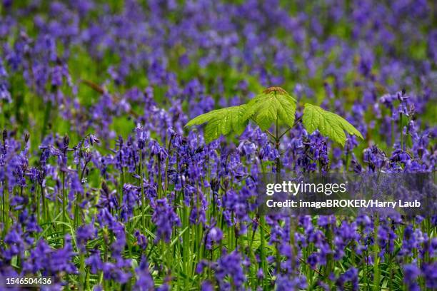 young maple (acer) amidst blue flowering bluebells (hyacinthoides non-scripta) hallerbos, near halle, province of flemish brabant, belgium - flowering maple tree stock pictures, royalty-free photos & images