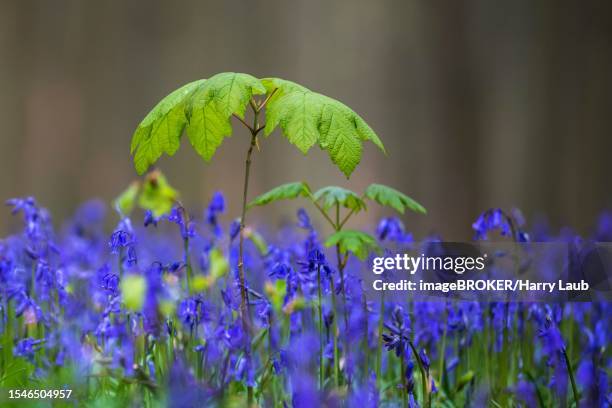 young maple (acer) amidst blue flowering bluebells (hyacinthoides non-scripta) hallerbos, near halle, province of flemish brabant, belgium - flowering maple tree stock pictures, royalty-free photos & images
