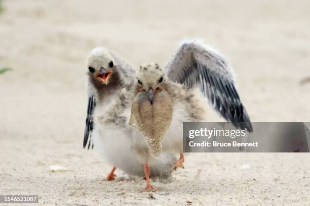 Common Tern eats a fish at Nickerson Beach on July 15, 2023 in Lido Beach, New York. A large assortment of aquatic birds populate the southern shore...