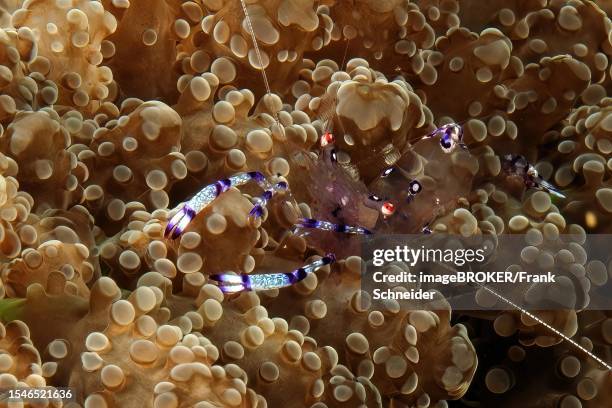 Holthuis shrimp (Ancylomenes holthuisi) sits in sea anemone extends arms with outstretched arms, Pacific Ocean, Philippine Sea, Bohol, Visayas, Philippines
