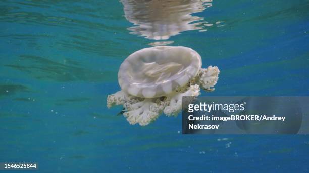 close-up of upside down jellyfish (cassiopea andromeda) swims under surface of water reflected in it on bright sunny day in sunrays, red sea, egypt - upside down jellyfish bildbanksfoton och bilder
