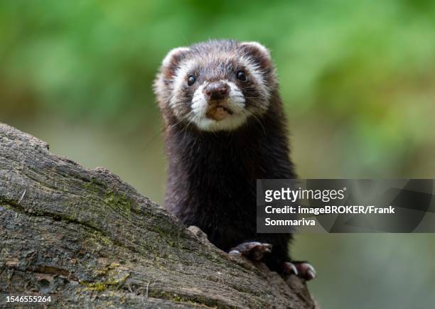 european polecat (mustela putorius) or wood tiger standing on an old log, captive, germany - polecat stock pictures, royalty-free photos & images