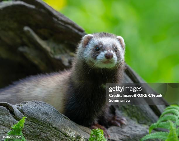 european polecat (mustela putorius) or wood tiger looking out of a tree hollow, captive, germany - animales en cautiverio fotografías e imágenes de stock