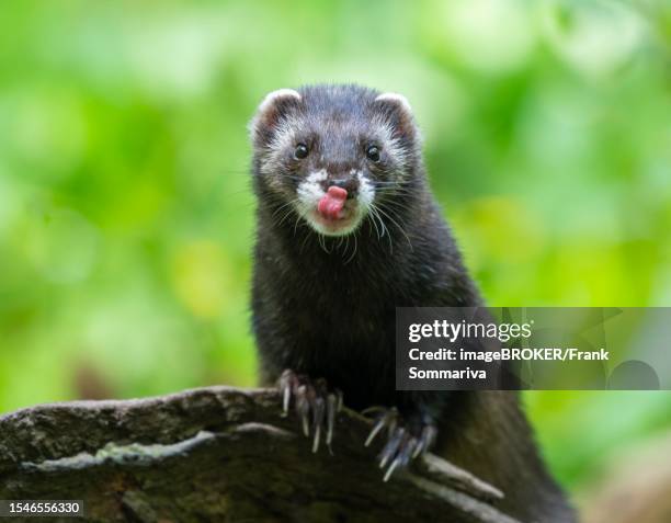 european polecat (mustela putorius) or wood tiger standing on an old log, captive, germany - turón fotografías e imágenes de stock