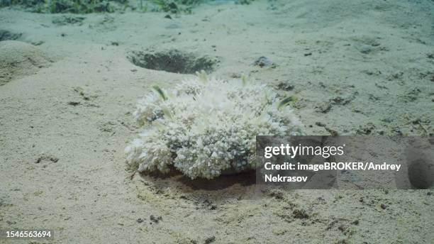 upside down jellyfish (cassiopea andromeda) sits on sandy bottom filtering for plankton on bright sunny day in sunrays, red sea, safaga, egypt - upside down jellyfish bildbanksfoton och bilder