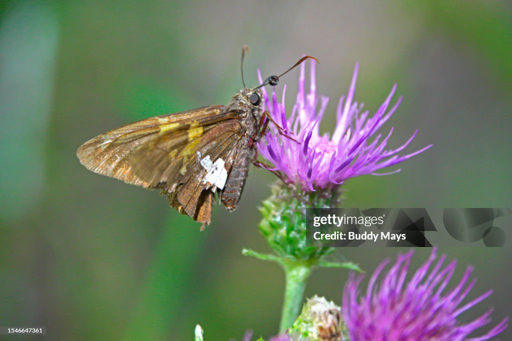 Silver-spotted skipper butterfly