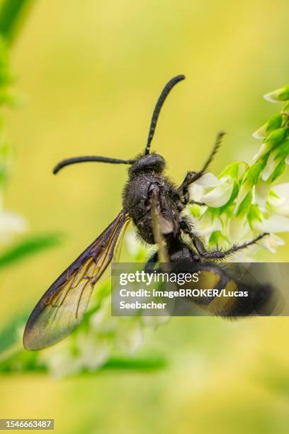 bristly dagger wasp (scolia hirta), on white sweet clover (melilotus albus), ternitz, lower austria, austria - scolia stock pictures, royalty-free photos & images