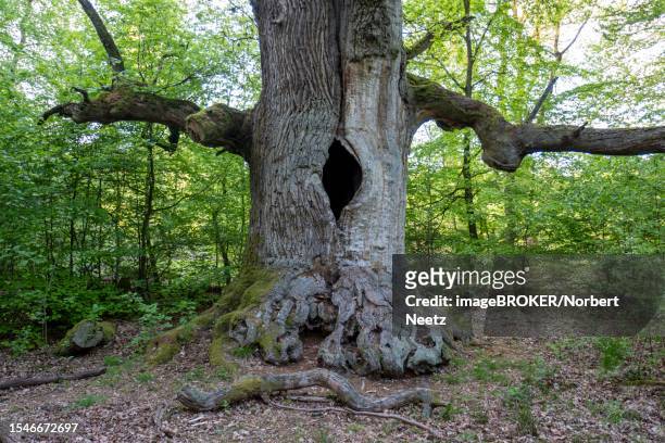 chimney oak tree (quercus), about 400-year-old oak in the primeval forest sababurg, reinhardswald estate, hofgeismar, hesse, germany - hollow stock pictures, royalty-free photos & images