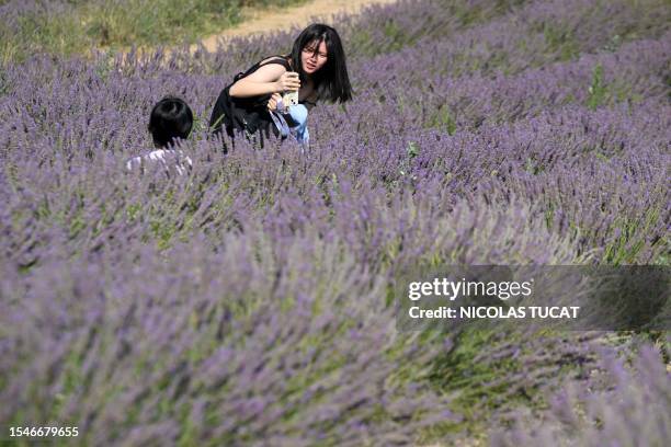 Tourist takes a picture in a lavender field near Valensole, south-eastern France, on July 21, 2023. In the fields of lavender of the plateau of...