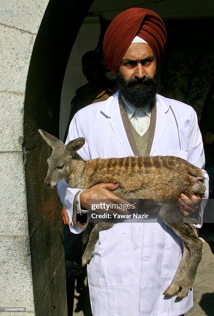 Musk Deer Rescued From Stray Dogs In Kashmir