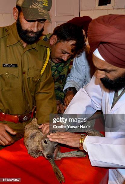 Veterinary doctors treat an injured fawn of Musk deer after it was rescued by locals from the clutches of stray dogs on October 24, 2012 on the...